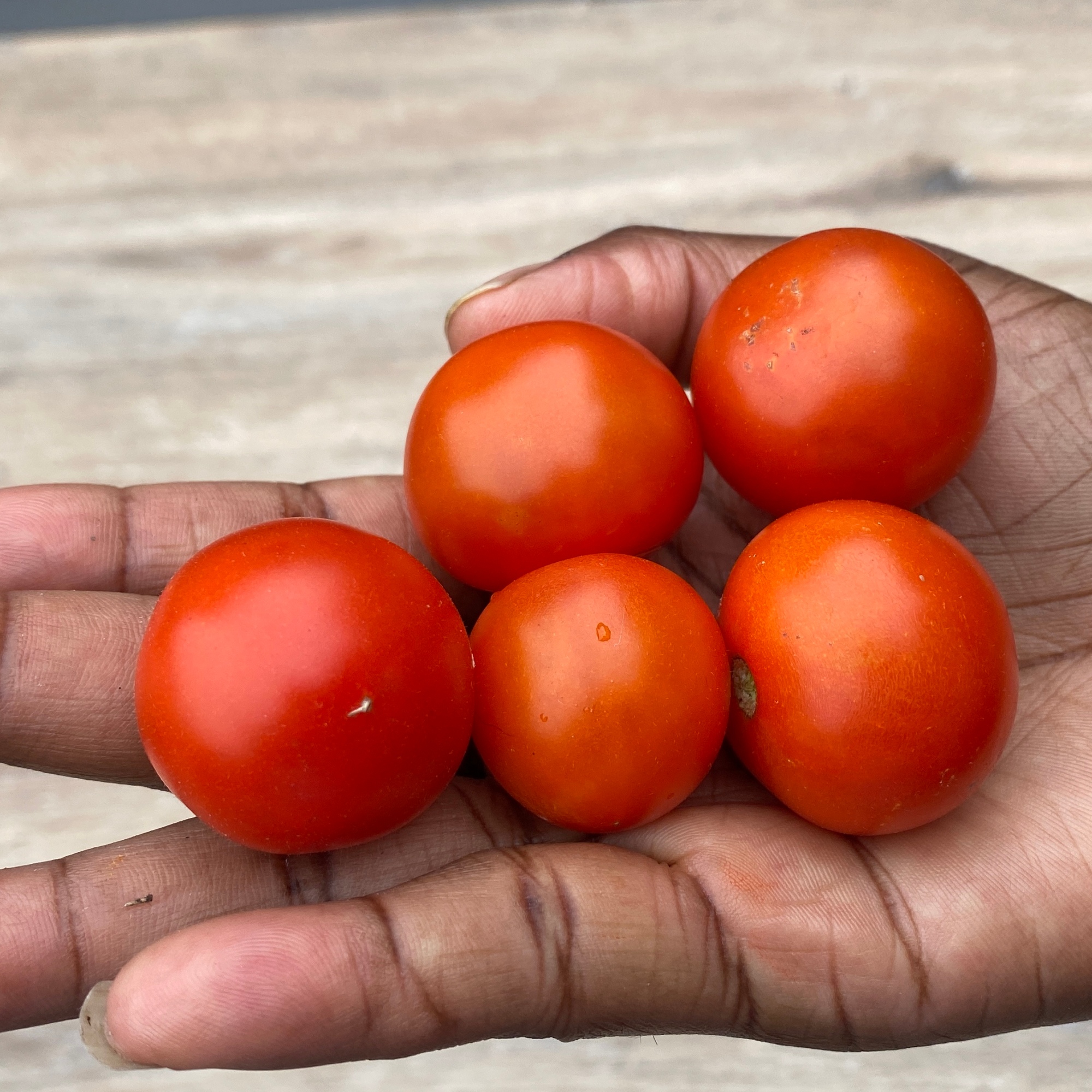 My cherry tomatoes